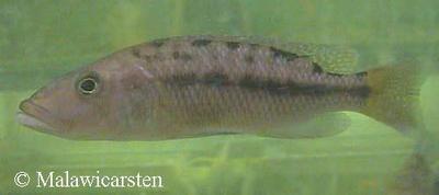 Tyrannochromis macrostoma