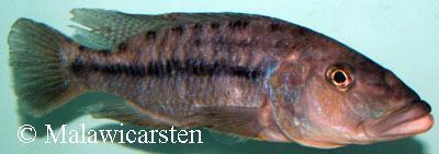 Tyrannochromis macrostoma