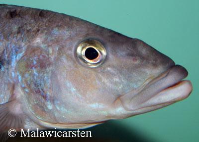Tyrannochromis macrostoma