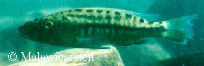 Tyrannochromis macrostoma Cobue Mozambique