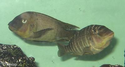 Petrochromis sp. "texas gold"