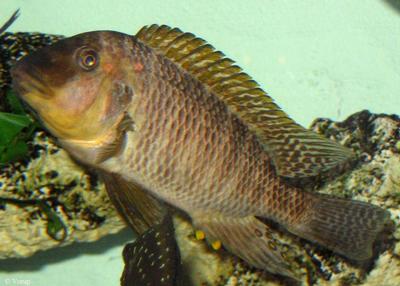 Petrochromis sp. "texas gold"