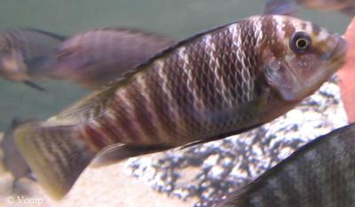 Petrochromis sp. "texas gold"