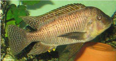Petrochromis sp. "texas gold"