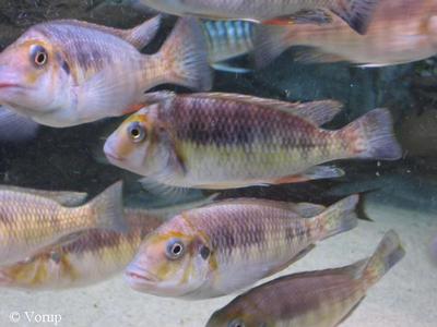 Petrochromis sp. "orthognathus tricolor"
