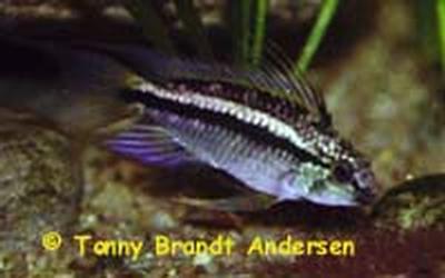 Apistogramma bitaeniata