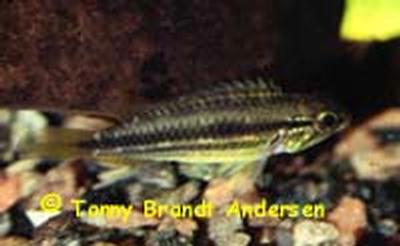 Apistogramma bitaeniata