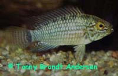Apistogramma cruzi