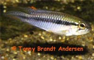 Apistogramma gephyra