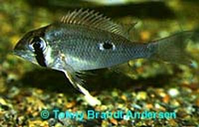 Biotodoma wavrini