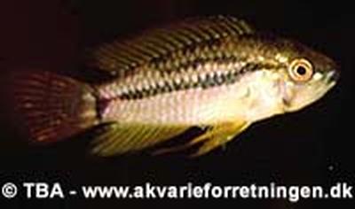 Apistogrammoides pucallpaensis