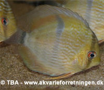 Symphysodon discus