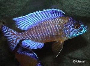 Chiwindi Blue