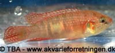 Hemichromis spec. "Bangui"
