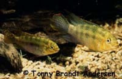 Pelvicachromis subocellatus