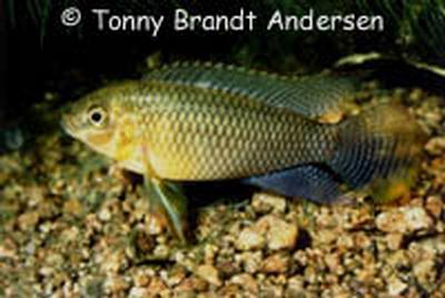 Pelvicachromis subocellatus