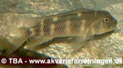 Steatocranus bleheri