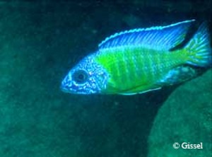 Blue Neon Lundo
