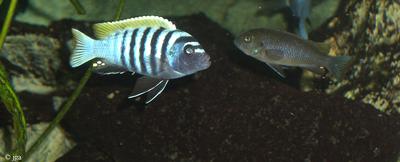 Cynotilapia sp. "jalo"