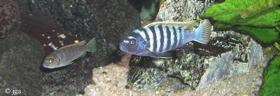 Cynotilapia sp. "jalo"