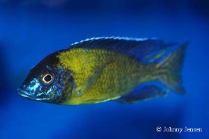Blue Neon Hai Reef