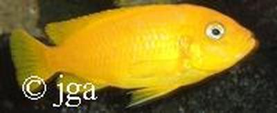 Maylandia sp. "msobo" magunga
