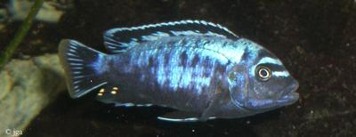 Maylandia sp. "msobo" magunga