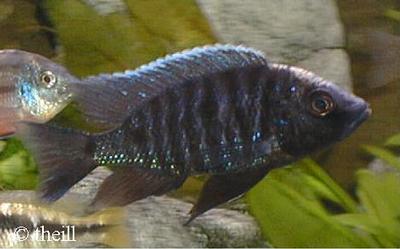 Copadichromis sp. "verduyni dwarf"