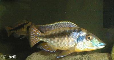 Mylochromis lateristriga makanjila