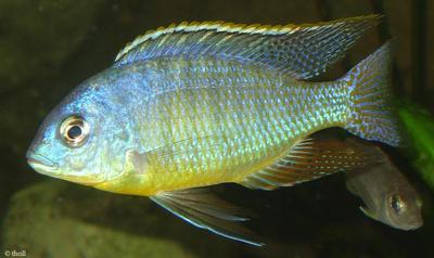 Protomelas sp. "steveni imperial" fra Chimate