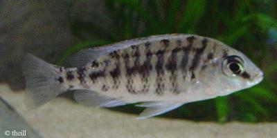 Protomelas sp. "steveni imperial" fra Chimate