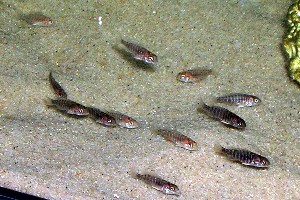 Ngara yngel, 1,5-  2 cm. store