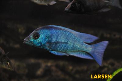 Placidochromis sp. "phenochilus gisseli"