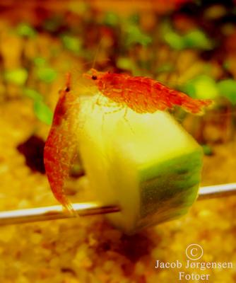 Neocaridina davidi