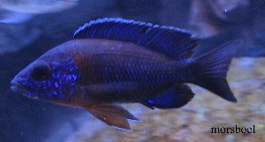 Makanjila (Red Flush / Hansbaenschi)