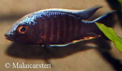 Aulonocara kandeensis Blue Orchidé