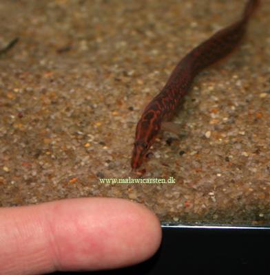 Aethiomastacembelus sp "rosette"