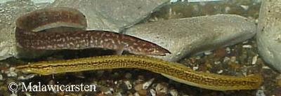 Aethiomastacembelus sp "rosette"