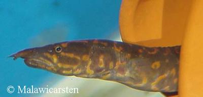 Aethiomastacembelus sp "rosette"