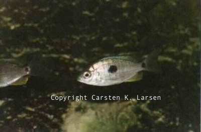 Copadichromis pleurostigmoides
