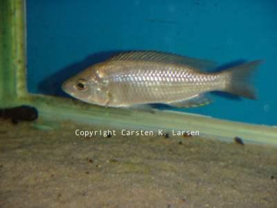 Copadichromis sp Mloto Goldcrest Makonde