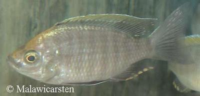 Copadichromis sp."Virginalis Gold" Nkhanda