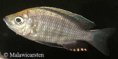 Copadichromis sp."Virginalis Gold" Nkhanda