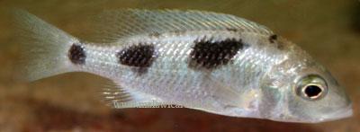 Ctenopharynx pictus Nkolongwe