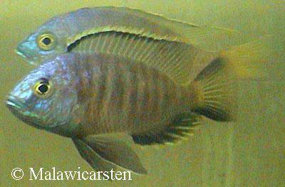 Ctenopharynx pictus Maleri Island