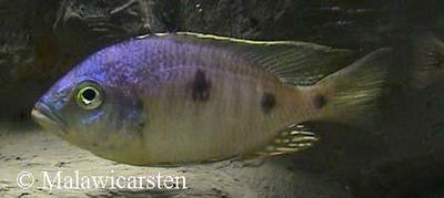 Ctenopharynx pictus Maleri Island