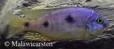 Ctenopharynx pictus Maleri Island