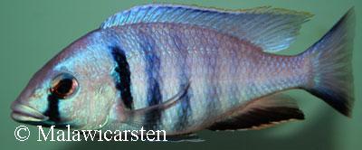 Placidochromis electra Likoma Island