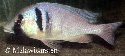 Placidochromis electra Londo Mozambique