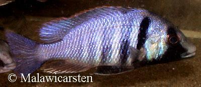 Placidochromis electra Londo Mozambique